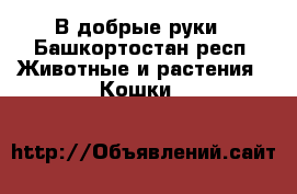 В добрые руки - Башкортостан респ. Животные и растения » Кошки   
